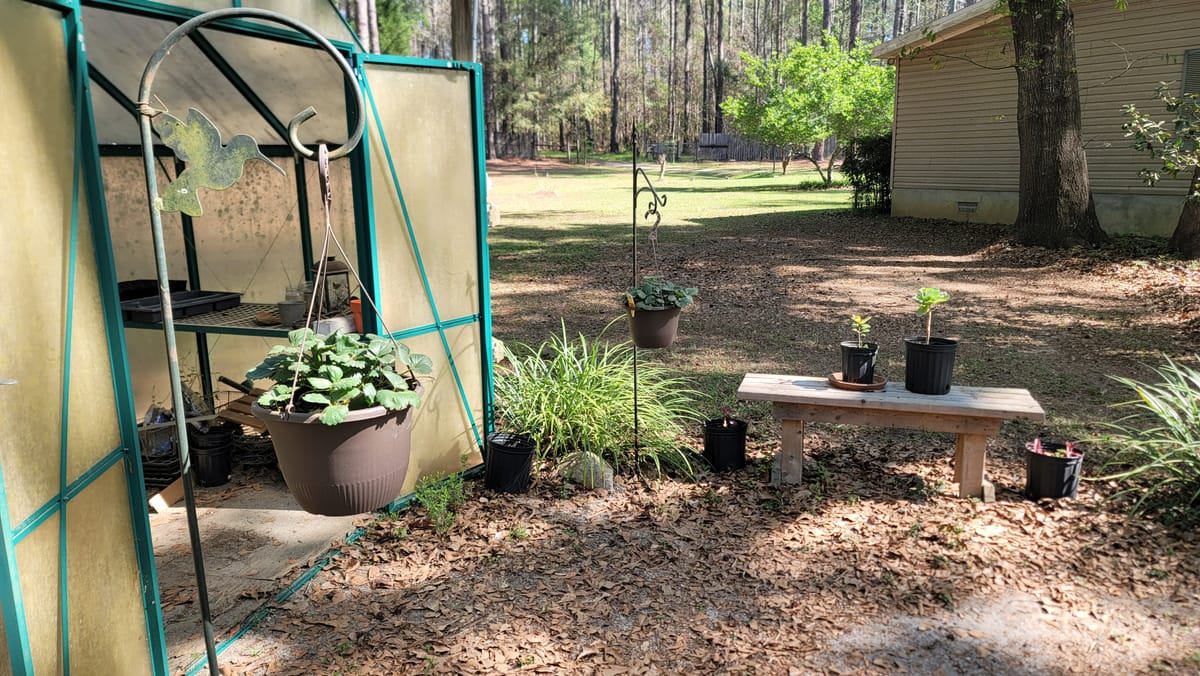 Various Growths in my Yard